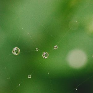 Preview wallpaper cobweb, drops, water, macro, green