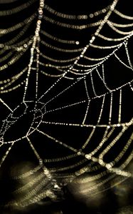 Preview wallpaper cobweb, drops, water, blur, macro