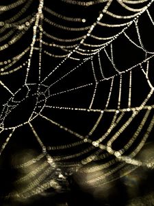 Preview wallpaper cobweb, drops, water, blur, macro