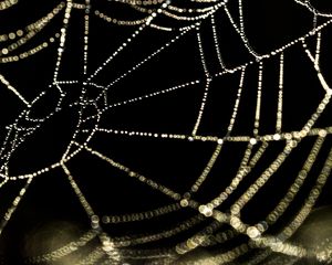 Preview wallpaper cobweb, drops, water, blur, macro