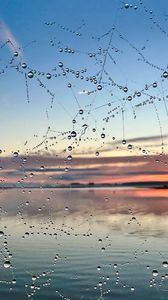 Preview wallpaper cobweb, drops, wet, macro, blur