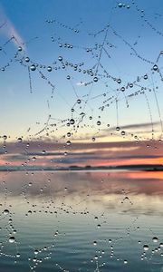 Preview wallpaper cobweb, drops, wet, macro, blur