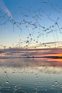 Preview wallpaper cobweb, drops, wet, macro, blur