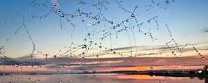 Preview wallpaper cobweb, drops, wet, macro, blur