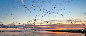 Preview wallpaper cobweb, drops, wet, macro, blur