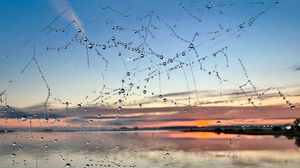 Preview wallpaper cobweb, drops, wet, macro, blur