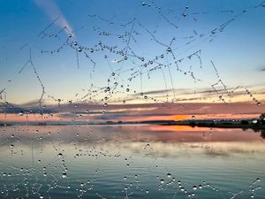 Preview wallpaper cobweb, drops, wet, macro, blur