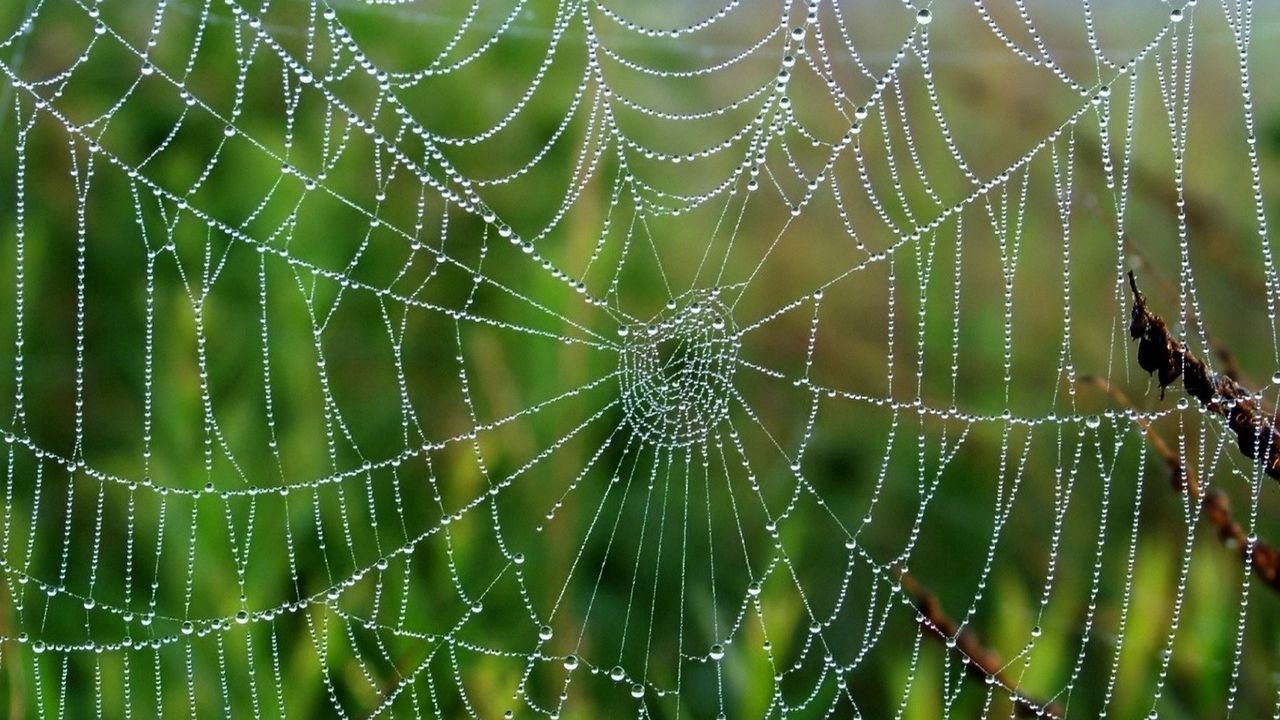 Wallpaper cobweb, drops, wet, grass