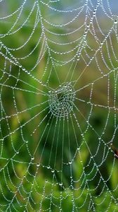 Preview wallpaper cobweb, drops, wet, grass