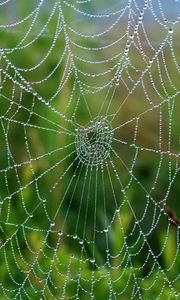 Preview wallpaper cobweb, drops, wet, grass