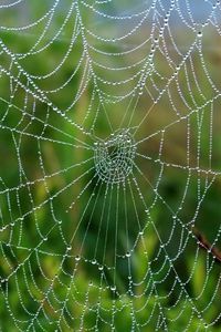 Preview wallpaper cobweb, drops, wet, grass