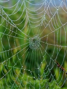 Preview wallpaper cobweb, drops, wet, grass