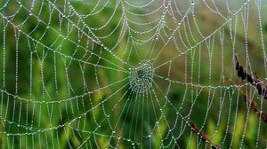 Preview wallpaper cobweb, drops, wet, grass