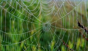 Preview wallpaper cobweb, drops, wet, grass