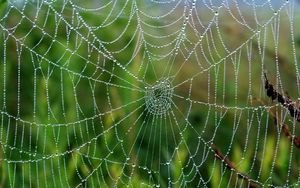 Preview wallpaper cobweb, drops, wet, grass