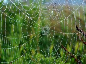 Preview wallpaper cobweb, drops, wet, grass