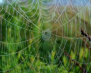 Preview wallpaper cobweb, drops, wet, grass