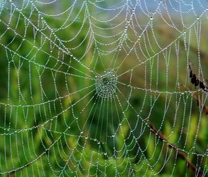 Preview wallpaper cobweb, drops, wet, grass