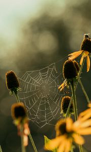 Preview wallpaper cobweb, flowers, blur, macro