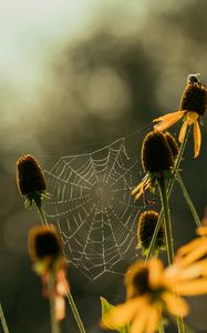 Preview wallpaper cobweb, flowers, blur, macro