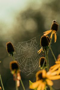 Preview wallpaper cobweb, flowers, blur, macro