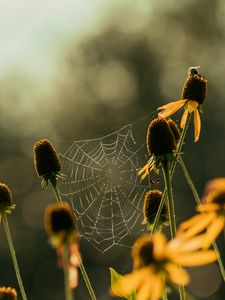 Preview wallpaper cobweb, flowers, blur, macro