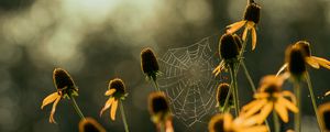 Preview wallpaper cobweb, flowers, blur, macro