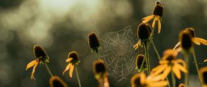 Preview wallpaper cobweb, flowers, blur, macro