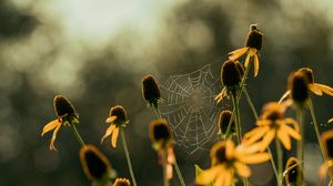 Preview wallpaper cobweb, flowers, blur, macro