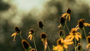 Preview wallpaper cobweb, flowers, blur, macro