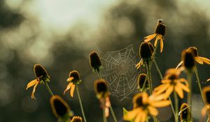 Preview wallpaper cobweb, flowers, blur, macro