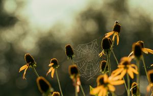 Preview wallpaper cobweb, flowers, blur, macro