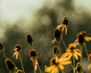 Preview wallpaper cobweb, flowers, blur, macro