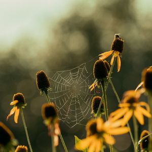 Preview wallpaper cobweb, flowers, blur, macro