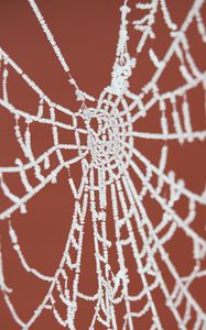 Preview wallpaper cobweb, frost, macro