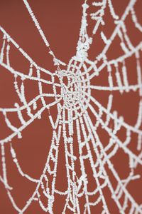 Preview wallpaper cobweb, frost, macro