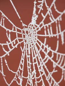 Preview wallpaper cobweb, frost, macro