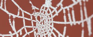 Preview wallpaper cobweb, frost, macro