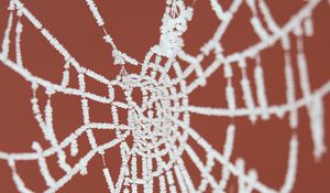 Preview wallpaper cobweb, frost, macro