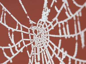 Preview wallpaper cobweb, frost, macro