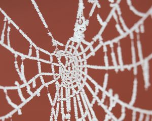 Preview wallpaper cobweb, frost, macro