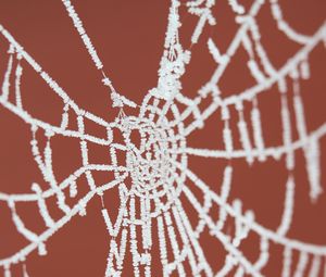 Preview wallpaper cobweb, frost, macro