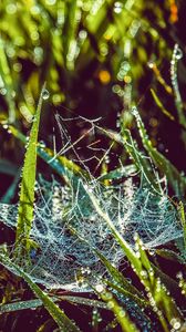 Preview wallpaper cobweb, grass, dew, drops, wet, early morning