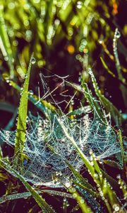 Preview wallpaper cobweb, grass, dew, drops, wet, early morning