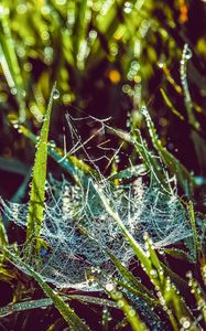 Preview wallpaper cobweb, grass, dew, drops, wet, early morning