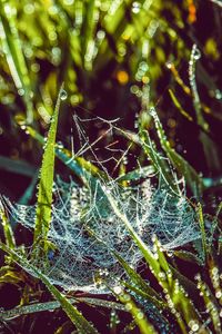 Preview wallpaper cobweb, grass, dew, drops, wet, early morning