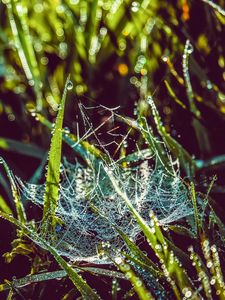 Preview wallpaper cobweb, grass, dew, drops, wet, early morning