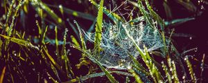 Preview wallpaper cobweb, grass, dew, drops, wet, early morning