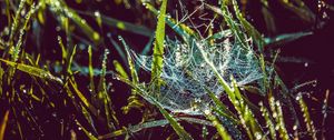 Preview wallpaper cobweb, grass, dew, drops, wet, early morning