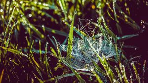 Preview wallpaper cobweb, grass, dew, drops, wet, early morning